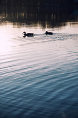 Duck floating on the lake