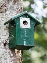 Young sparrow sitting in a birdhouse