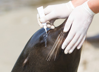 Adult sealion being treated (eye)