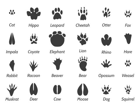 Wildlife animals black footprints set on white background with signs. Vector icons set