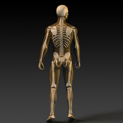 Human Bone Structure Diagram