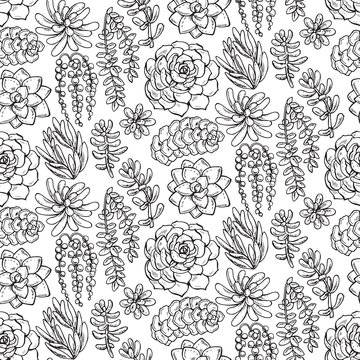 Vector Seamless Pattern With Hand Drawn Succulent Plants