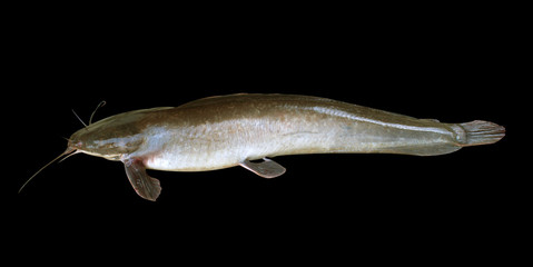 Fototapeta premium fish