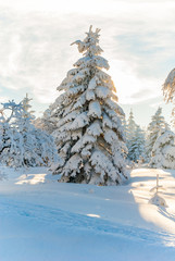 Winter snow trees forrest sun mountain view