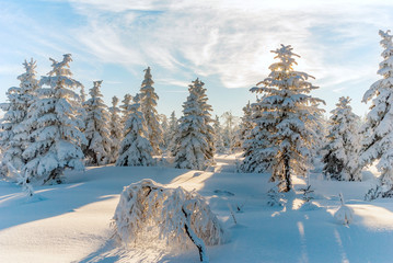 Winter snow trees forrest sun mountain view