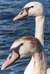 Swan two 2 heads close-up looking side