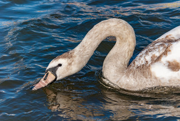 Swan baby young neck long curve