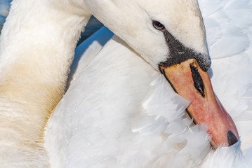Swan head beak feather eye detail 