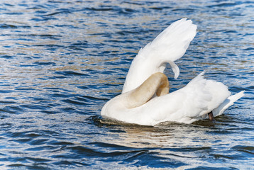 Swan sleeping head under wing river day
