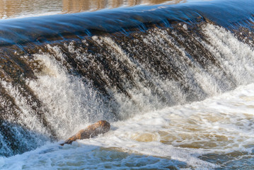 River water weir with dead fish