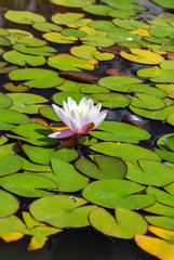 Water lily pond blossom leaf yellow ping