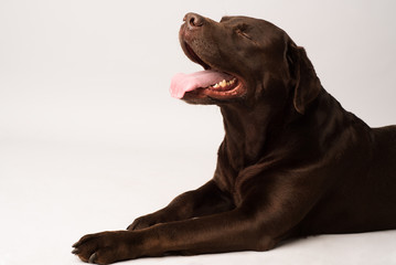Chocolate Labrador retriever sitting in front of white background