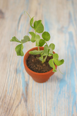 Young plant of pea