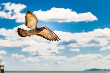flying pigeon
