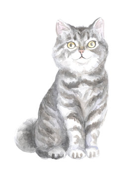 Scottish Straight cat. Image of a thoroughbred cat. Watercolor painting