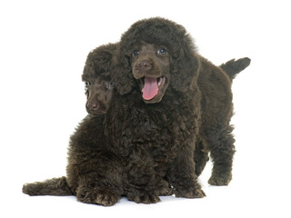 puppy brown poodle