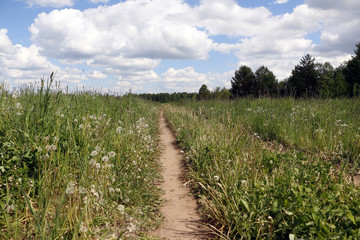 Obraz premium Field and grass in beautiful summer day
