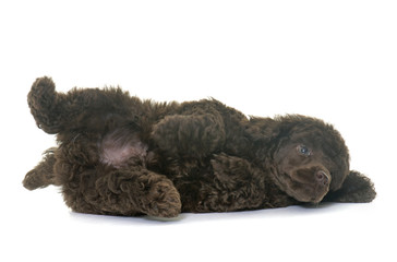 puppy brown poodle