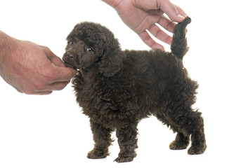 puppy brown poodle