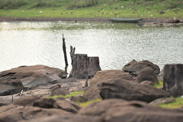 old tree stump