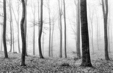 Fototapety  Mgła leśna w BW