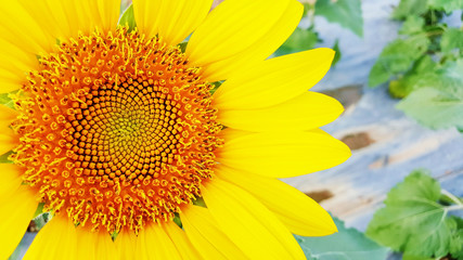 Closeup of yellow beautiful sunflower