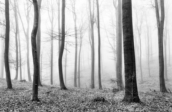 Fototapeta Forest mist in BW