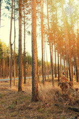 Obraz premium The image of beautiful forest.