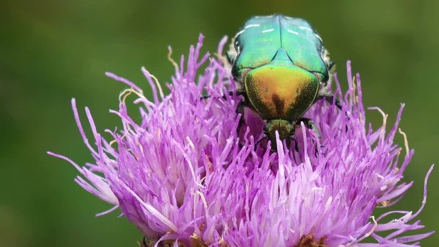 Green bug collects nectar on a pink flower. 4K stock footage clip.
