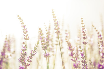 Lavender flower in the garden,park,backyard,meadow blossom in th