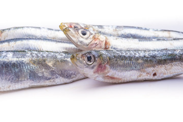 Fresh raw sardines isolated on white background