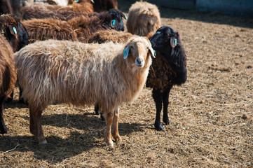 Obraz premium Sheep on a farm