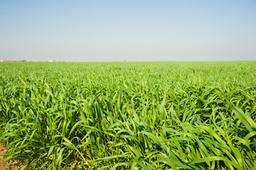 Obraz premium Winter wheat seedlings