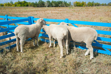 Obraz premium Sheep on a farm