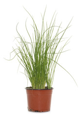 chives in pot