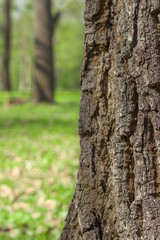 Tree bark close up, blurred green forest on the background