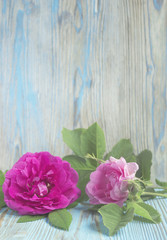 Pink rose flower on wooden table