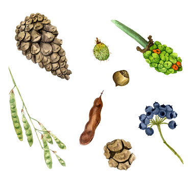 Set of watercolor drawing seeds, berries and cones