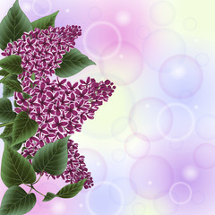 Lilac flowers decoration