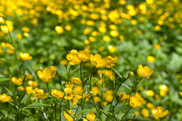 Buttercups in the meadow, the small yellow flowers background, focus in the foreground, blurred background. Ranunculus acris