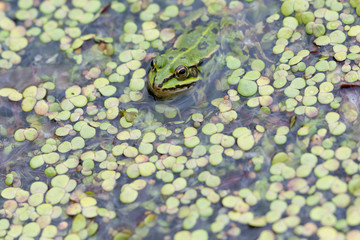Frog in between duckweed