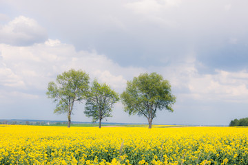 Fototapeta na wymiar Yellow field and trees