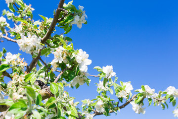 Branch with blossoms