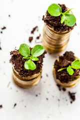 Golden coins in soil with young plant. Money growth concept.