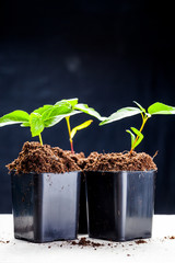 green sprouts have sprouted in the ground