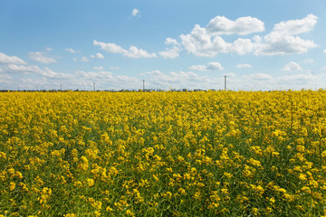 Obraz premium biofuel, canola field, rapeseed in Russia