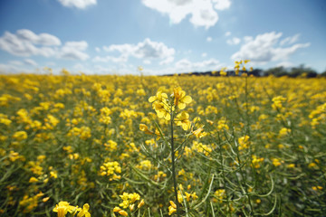 Obraz premium biofuel, canola field, rapeseed in Russia