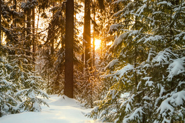 winter landscape with the forest and sunset