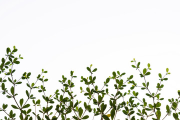 Black afara, Framire