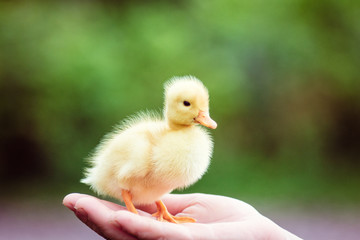 ducklin in a man's hand